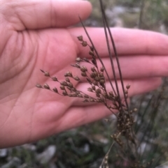 Juncus sp. (A Rush) at Bruce, ACT - 21 Sep 2021 by Dora