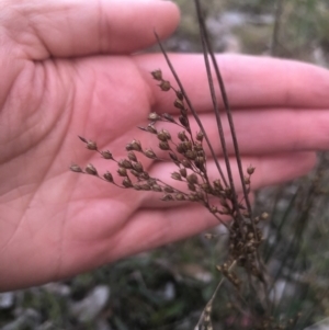 Juncus sp. at Bruce, ACT - 21 Sep 2021