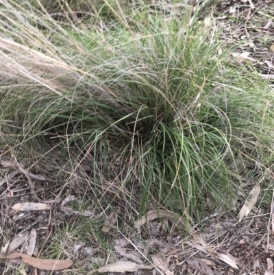 Rytidosperma pallidum (Red-anther Wallaby Grass) at Flea Bog Flat to Emu Creek Corridor - 21 Sep 2021 by Dora