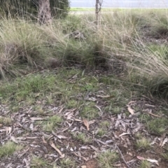 Rytidosperma pallidum at Bruce, ACT - 21 Sep 2021