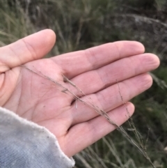 Rytidosperma pallidum at Bruce, ACT - 21 Sep 2021