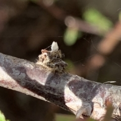 Neuroptera (order) (Unidentified lacewing) at Murrumbateman, NSW - 16 Sep 2021 by SimoneC