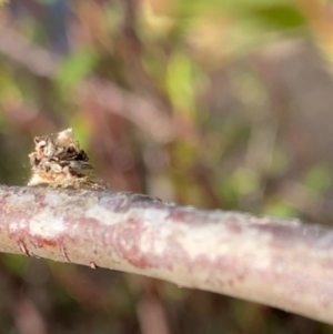 Neuroptera (order) at Murrumbateman, NSW - 16 Sep 2021