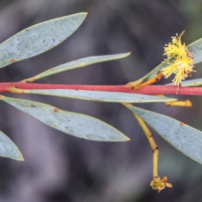 Acacia buxifolia subsp. buxifolia (Box-leaf Wattle) at Black Mountain - 19 Sep 2021 by Sarah2019