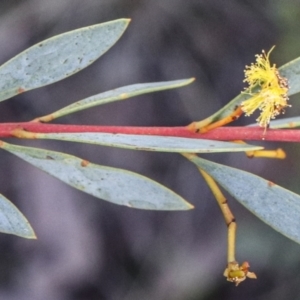 Acacia buxifolia subsp. buxifolia at Acton, ACT - 19 Sep 2021