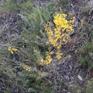 Acacia buxifolia subsp. buxifolia at Acton, ACT - 19 Sep 2021 04:17 PM