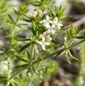 Asperula conferta at Yarralumla, ACT - 21 Sep 2021