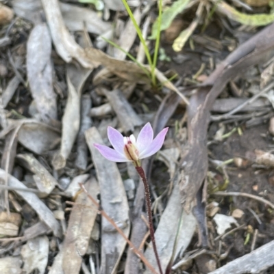 Caladenia fuscata (Dusky Fingers) at Stirling Park - 21 Sep 2021 by JaneR