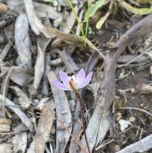 Caladenia fuscata at Yarralumla, ACT - 21 Sep 2021