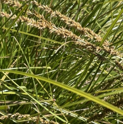 Carex appressa (Tall Sedge) at Stirling Park - 21 Sep 2021 by JaneR