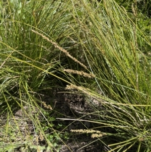 Carex appressa at Yarralumla, ACT - 21 Sep 2021