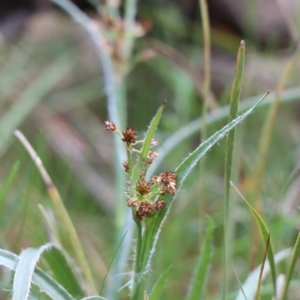 Luzula densiflora at Gundaroo, NSW - 21 Sep 2021 01:52 PM