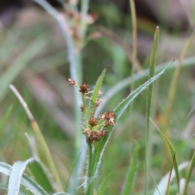 Luzula densiflora (Dense Wood-rush) at Gundaroo, NSW - 21 Sep 2021 by Gunyijan