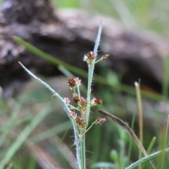 Luzula densiflora at Gundaroo, NSW - 21 Sep 2021