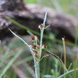 Luzula densiflora at Gundaroo, NSW - 21 Sep 2021