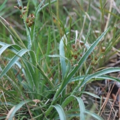 Luzula densiflora at Gundaroo, NSW - 21 Sep 2021 01:52 PM