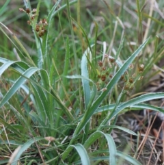 Luzula densiflora at Gundaroo, NSW - 21 Sep 2021