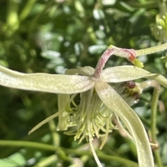 Clematis leptophylla (Small-leaf Clematis, Old Man's Beard) at Stirling Park - 21 Sep 2021 by JaneR