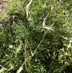 Clematis leptophylla at Yarralumla, ACT - 21 Sep 2021