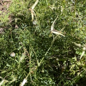 Clematis leptophylla at Yarralumla, ACT - 21 Sep 2021
