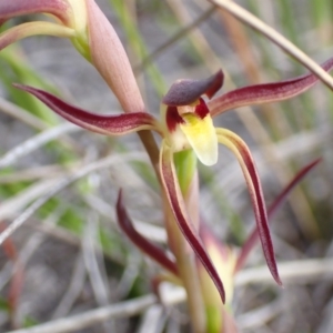 Lyperanthus suaveolens at Downer, ACT - suppressed