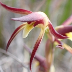 Lyperanthus suaveolens at Downer, ACT - suppressed