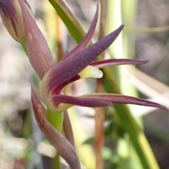 Lyperanthus suaveolens at Downer, ACT - suppressed