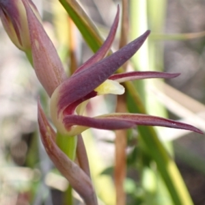 Lyperanthus suaveolens at Downer, ACT - suppressed