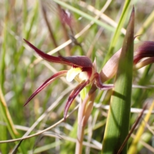 Lyperanthus suaveolens at Downer, ACT - suppressed