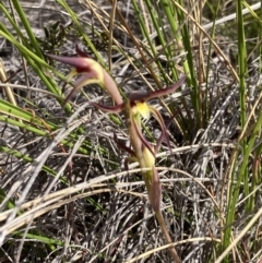 Lyperanthus suaveolens at Downer, ACT - suppressed