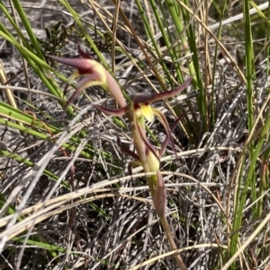 Lyperanthus suaveolens at Downer, ACT - 21 Sep 2021