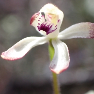 Caladenia ustulata at Downer, ACT - 21 Sep 2021