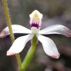 Caladenia ustulata at Downer, ACT - 21 Sep 2021