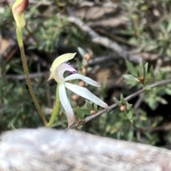 Caladenia ustulata at Downer, ACT - suppressed