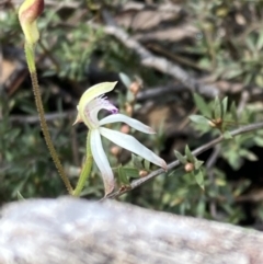 Caladenia ustulata at Downer, ACT - 21 Sep 2021