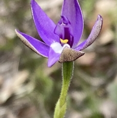 Glossodia major (Wax Lip Orchid) at Black Mountain - 21 Sep 2021 by AnneG1