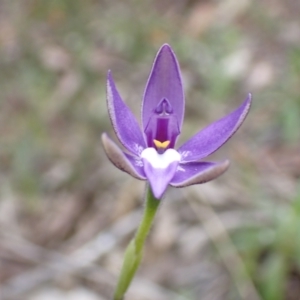 Glossodia major at Acton, ACT - 21 Sep 2021