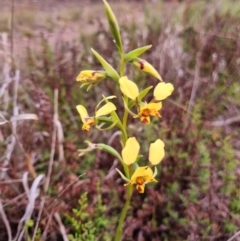 Diuris nigromontana (Black Mountain Leopard Orchid) at O'Connor, ACT - 21 Sep 2021 by jpittock