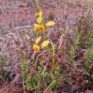 Diuris nigromontana at O'Connor, ACT - 21 Sep 2021