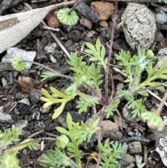 Cotula australis (Common Cotula, Carrot Weed) at Stirling Park - 21 Sep 2021 by JaneR