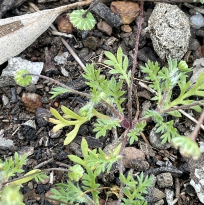 Cotula australis (Common Cotula, Carrot Weed) at Yarralumla, ACT - 21 Sep 2021 by JaneR