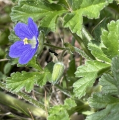 Erodium crinitum (Native Crowfoot) at Stirling Park - 21 Sep 2021 by JaneR