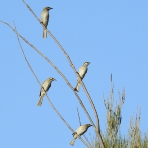 Caligavis chrysops at Kambah, ACT - 21 Sep 2021