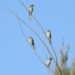 Caligavis chrysops at Kambah, ACT - 21 Sep 2021 04:22 PM