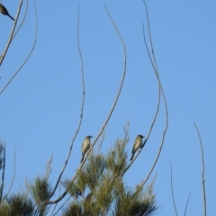 Caligavis chrysops at Kambah, ACT - 21 Sep 2021