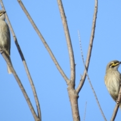 Caligavis chrysops at Kambah, ACT - 21 Sep 2021