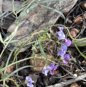 Glycine clandestina at Yarralumla, ACT - 21 Sep 2021 01:20 PM