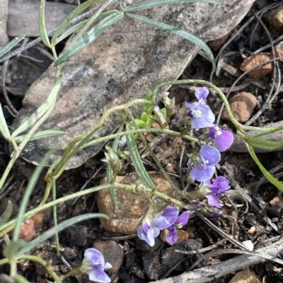 Glycine clandestina (Twining Glycine) at Stirling Park - 21 Sep 2021 by JaneR