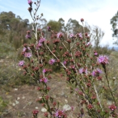 Kunzea parvifolia (Violet Kunzea) at Mount Taylor - 20 Sep 2021 by MatthewFrawley