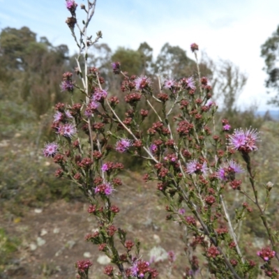 Kunzea parvifolia (Violet Kunzea) at Mount Taylor - 20 Sep 2021 by MatthewFrawley